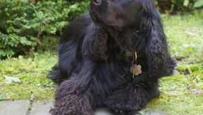 Російський спанієль: характеристика та опис породи, відгуки власників